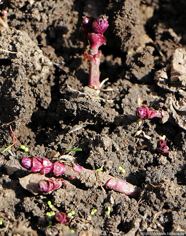 мята Харьковская область, Украина