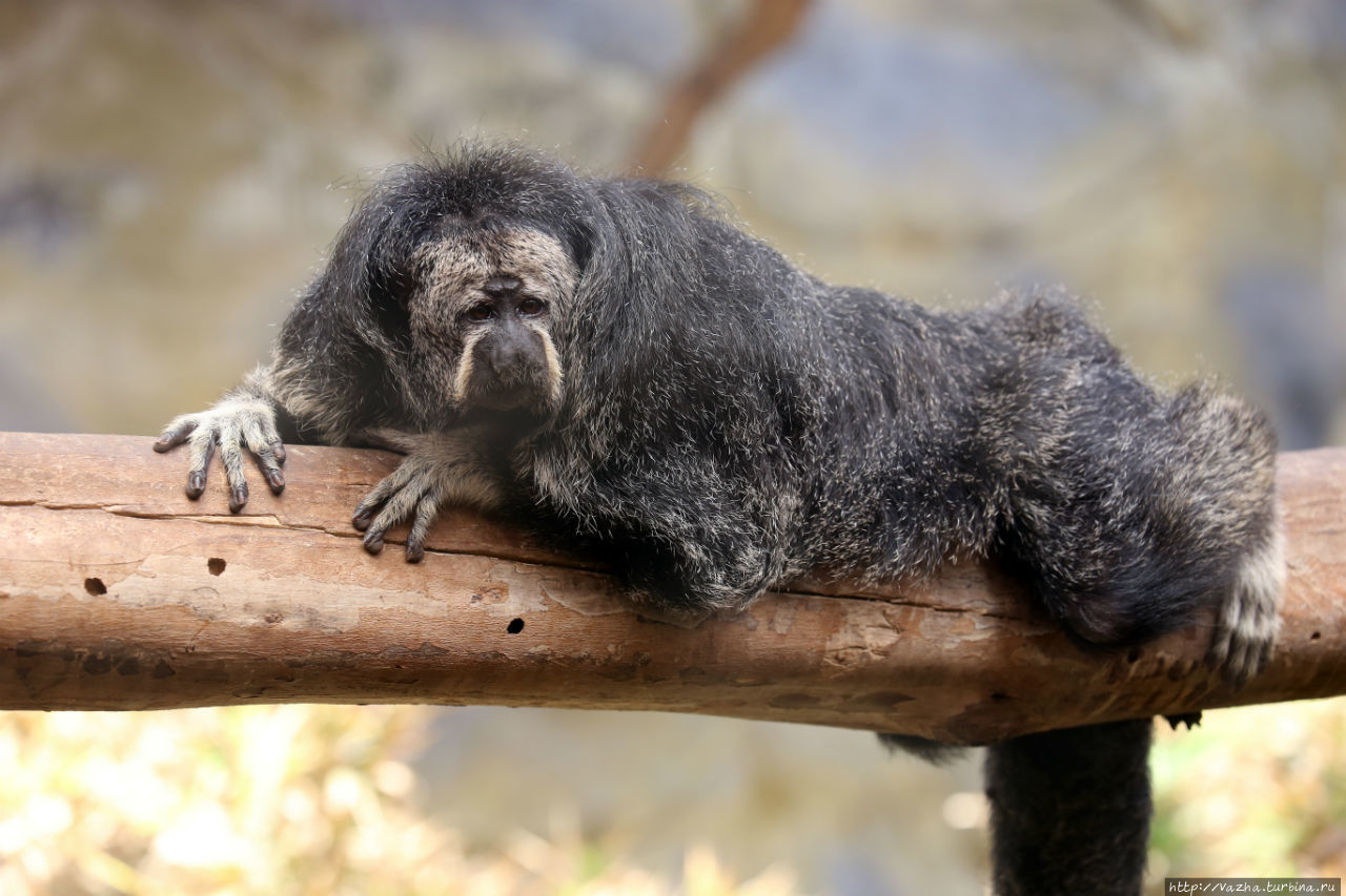 Зоопарк Лимы Лима, Перу