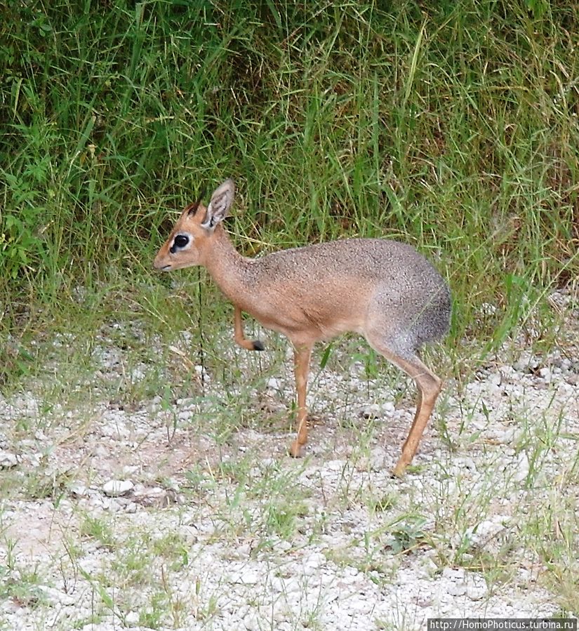дамара дик-дик Этоша Национальный Парк, Намибия