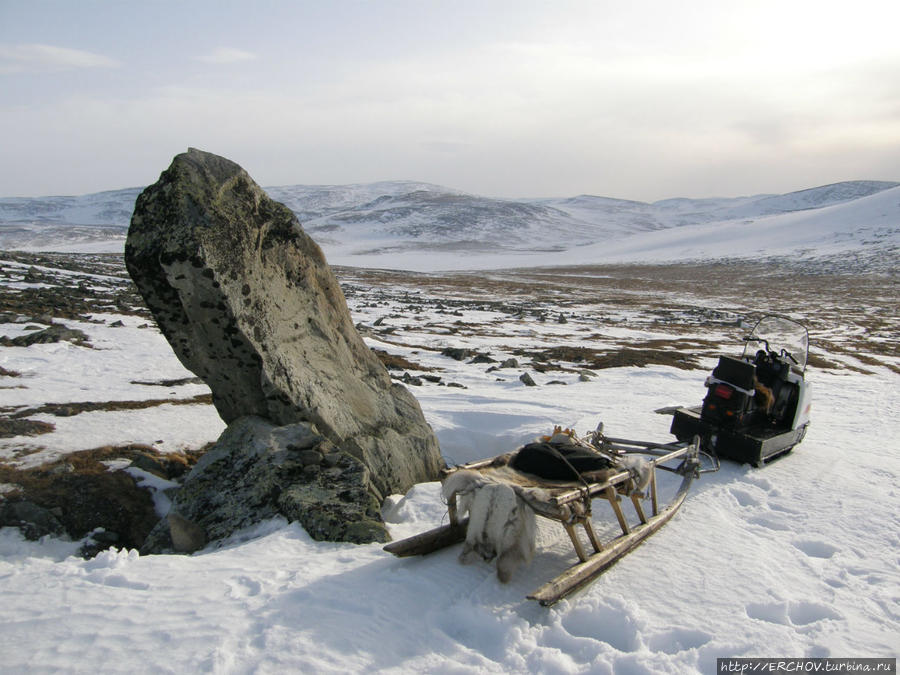 Жертвенный олень Ямало-Ненецкий автономный округ, Россия