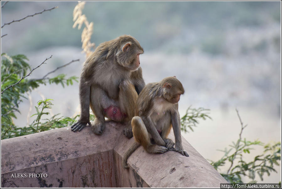 А обезьяны очень прикольно сидели на самом краю обрыва и наблюдали, что там делается внизу...
* Джайпур, Индия