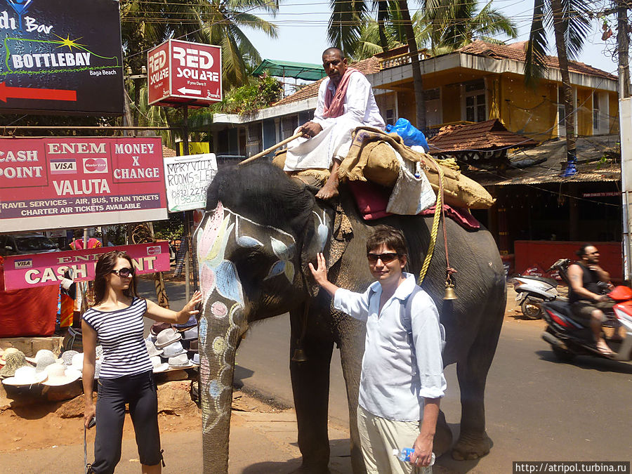 Слоновий мейк-ап Кандолим, Индия