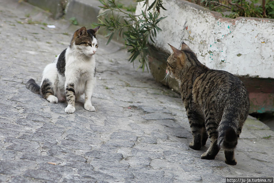 Разборки месных)