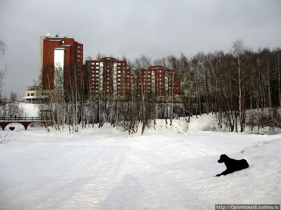 Прогулки в лесу Тёплого Стана Москва, Россия