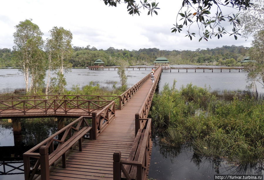 Лесной заповедный парк Taman Rekreasi Hutan Luagan Lalak Округ Тутонг, Бруней