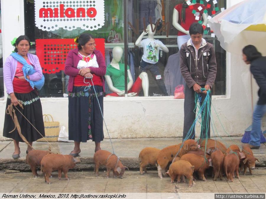 держатели свиней Мексика