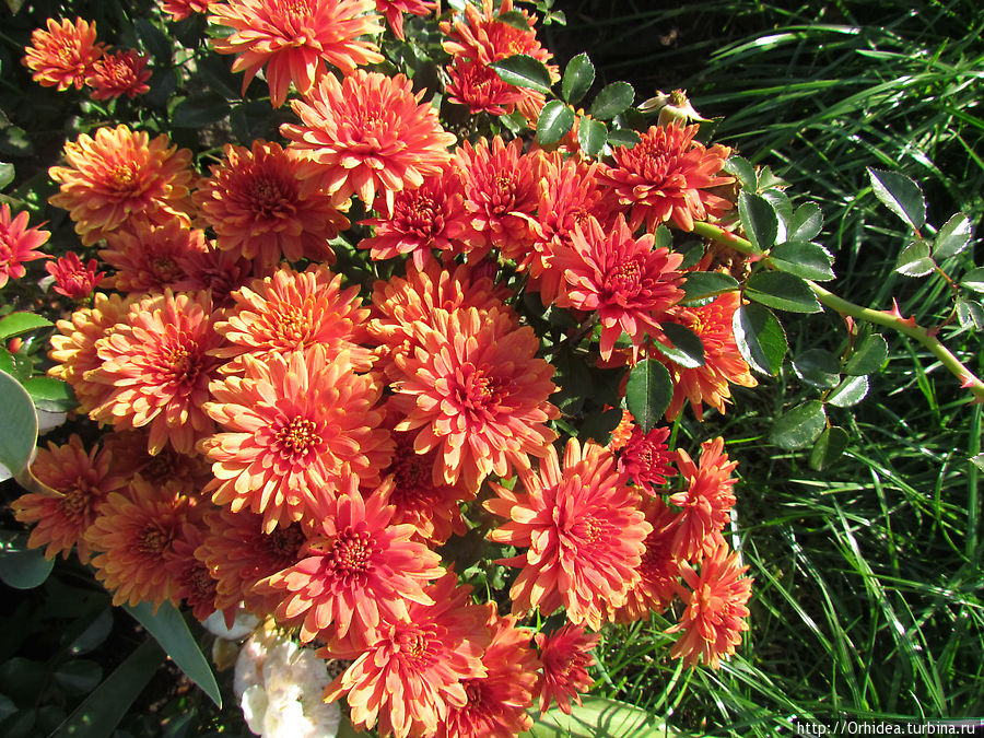 Теплое настроение Харьковская область, Украина