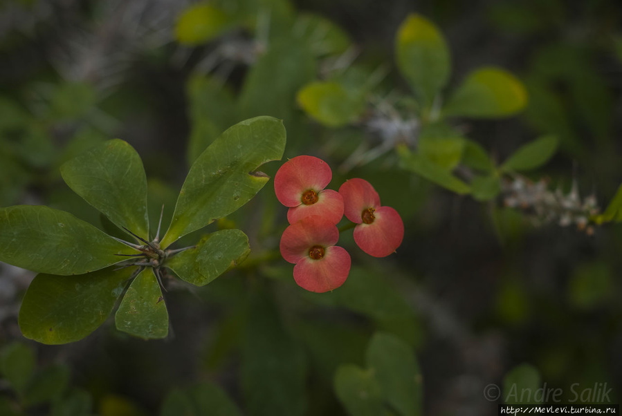 В Ботаническом саду Рига, Латвия
