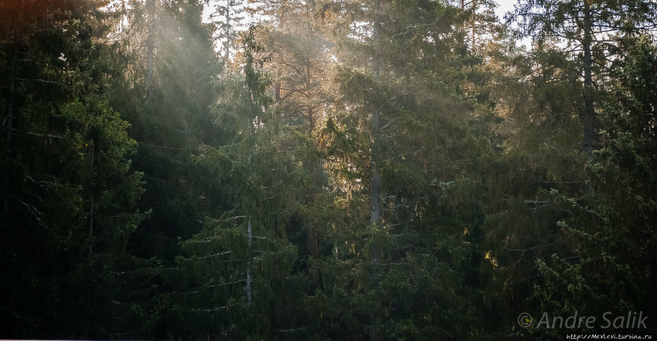 В лесу до рассвета Сигулда, Латвия