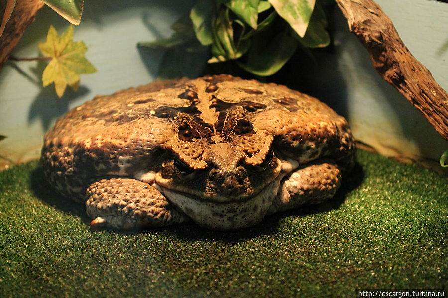 Жаба-ага (Bufo marinus) Минск, Беларусь