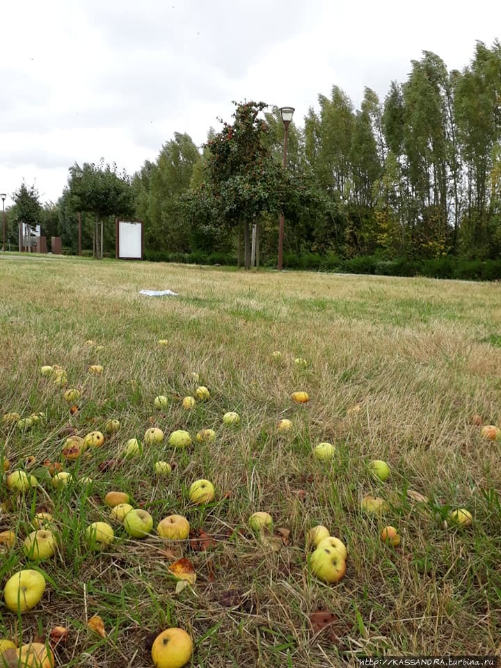 Яблоки в Мон-Сен-Мишель Мон-Сен-Мишель, Франция