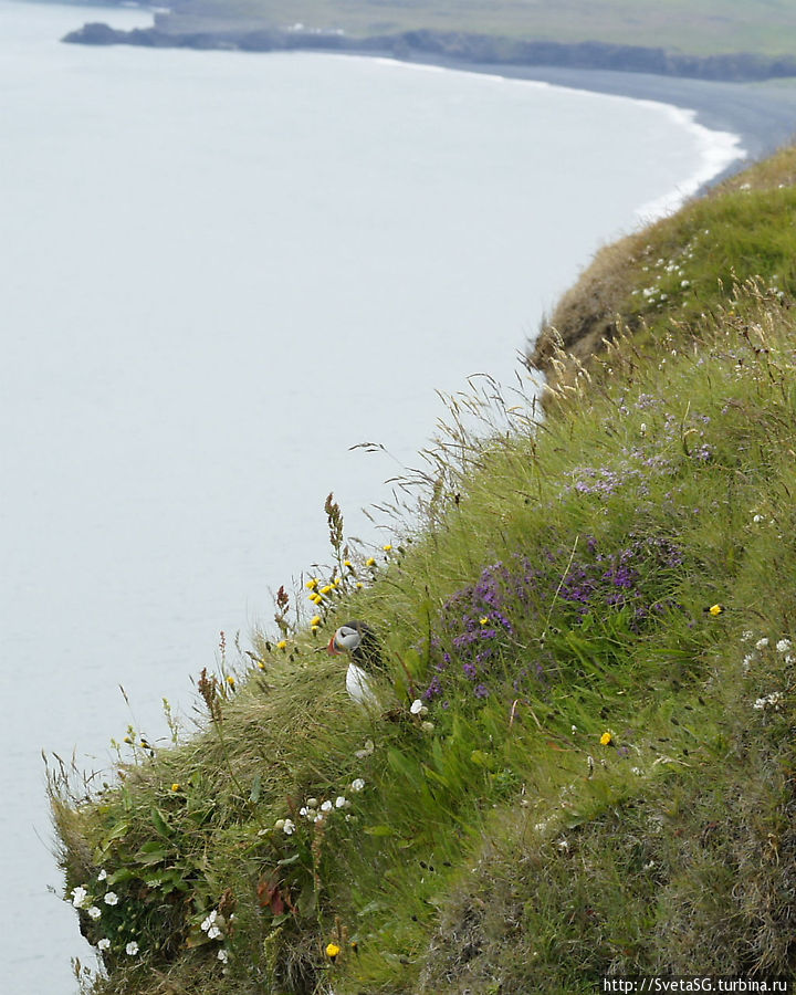 Тупик -удивительная птичка, один из символов Исландии Исландия