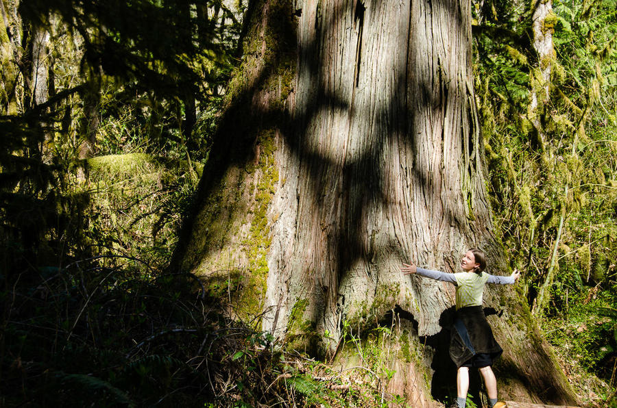 В лесу родилась ёлочка Сиэттл, CША