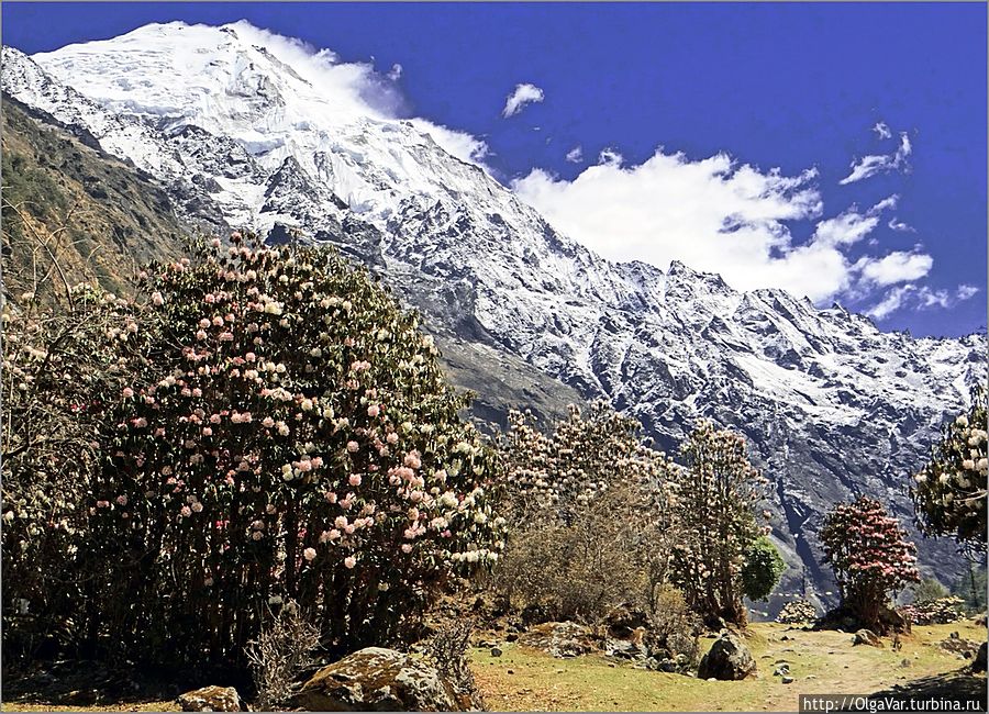 Цветение рододендронов в национальном парке Лангтанг на высоте 2900 м Непал