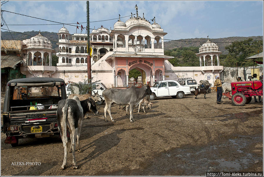 Придорожная пастораль  (Индийские Приключения ч43) Джайпур, Индия