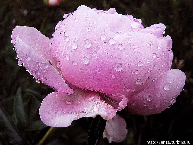 Дачная феерия