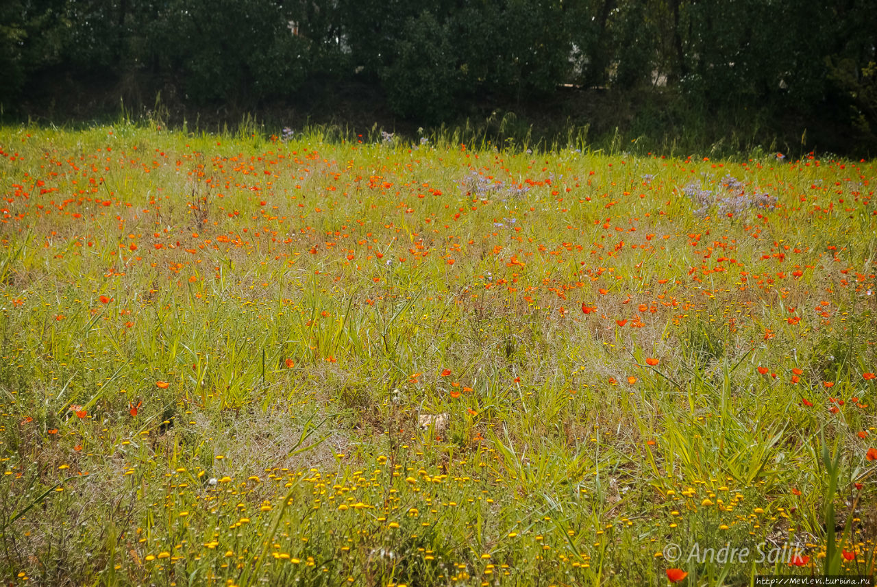 Поле маков Ситжес, Испания