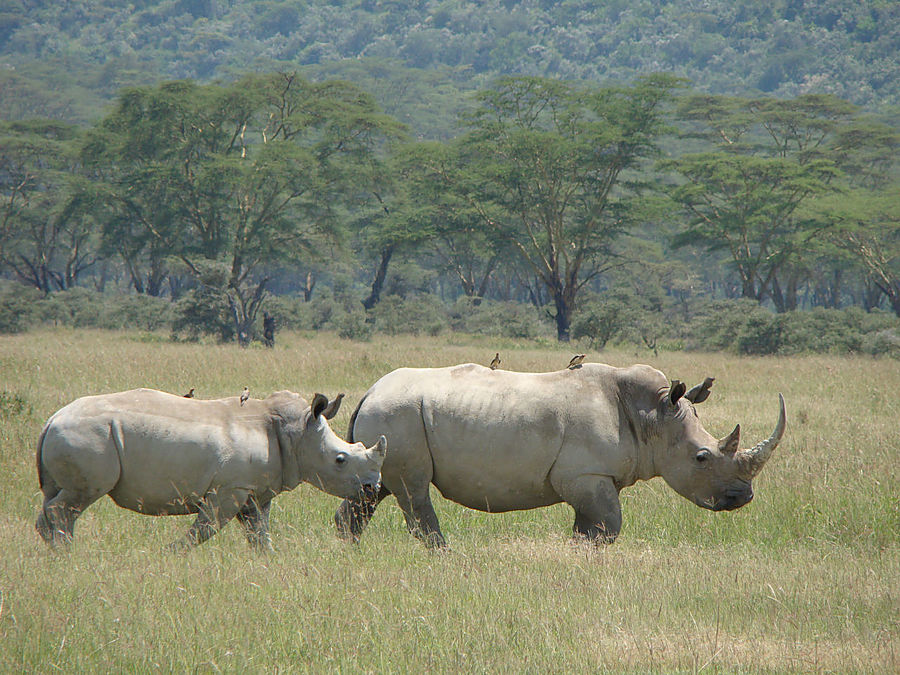 Носороги буйволы слоны обитают. Белые носороги в Кении. Белый носорог ареал. Белый носорог ареал обитания. Хеммерсбах носороги.