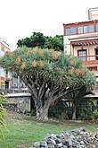 Драконово дерево (Dracaena draco) в  городе Сан Андрес.