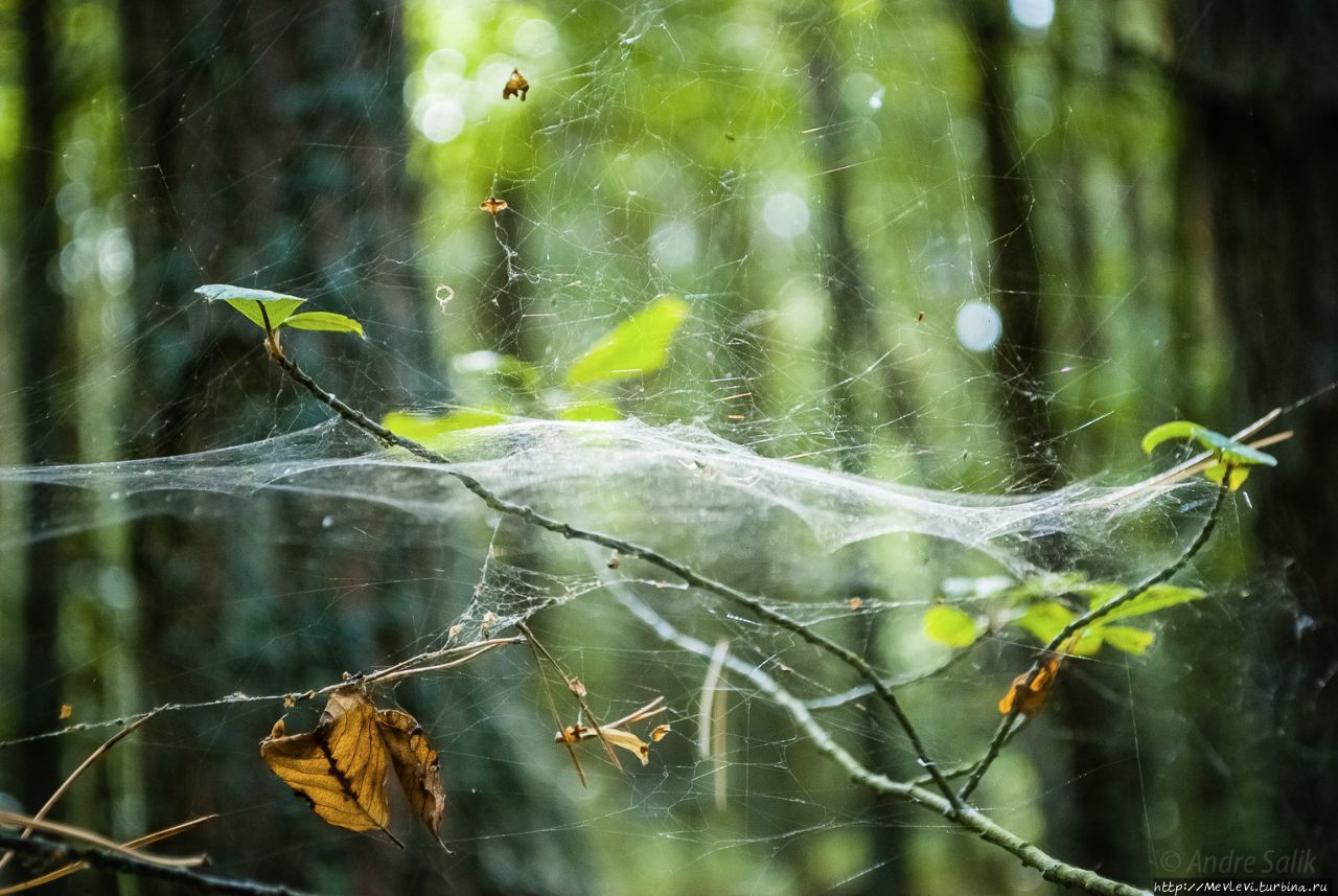 Остров Буллю Рига, Латвия