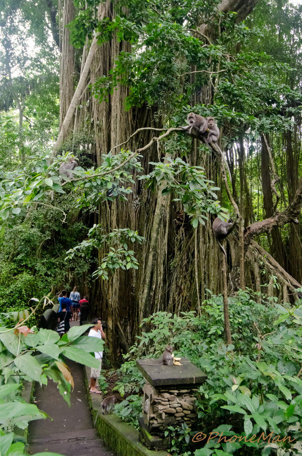 Индонезия. Бали: Снова в Убуде. Обезьяний лес Убуд, Индонезия