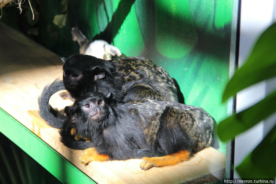 Краснорукий тамарин Пермь, Россия
