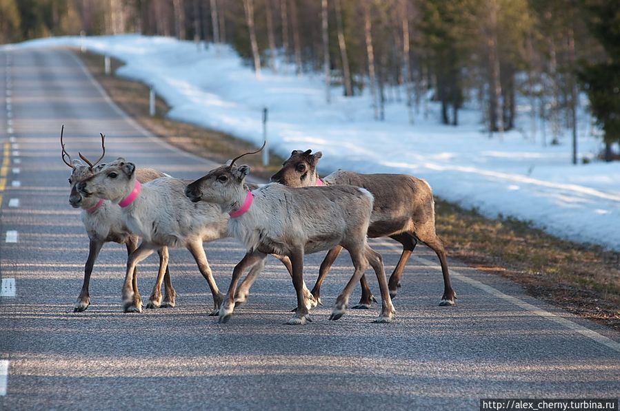 вот не знаю почему розовые ленты, наши бы парламентарии точно запретили