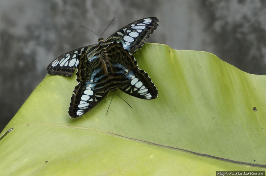 Бабочки летают, бабочки... Пхукет, Таиланд