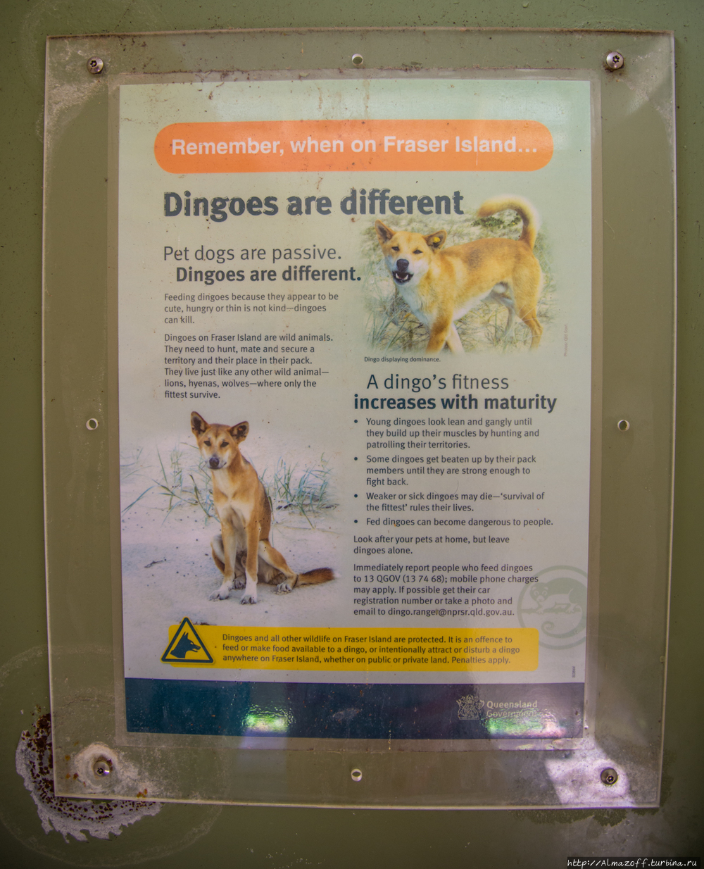 Короткое благополучное знакомство с животным миром Австралии Остров Фрейзер, Австралия