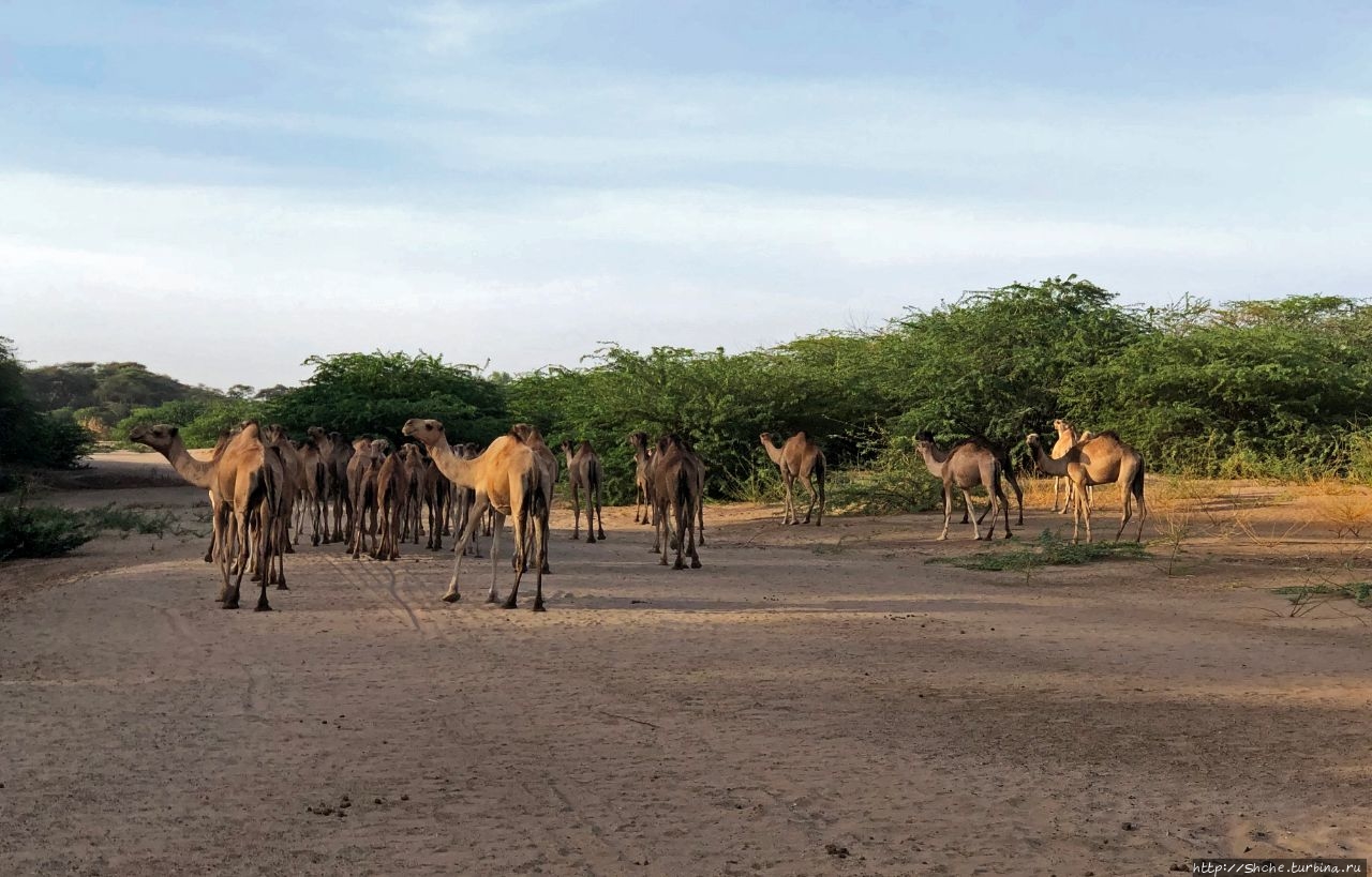 Верблюды идут на север Лодвар, Кения Верблюды идут на север Лодвар, Кения
