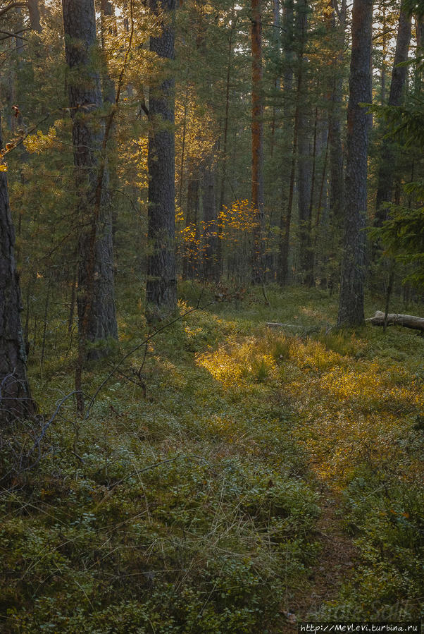 Прогулка в осеннем Лиелупе Юрмала, Латвия