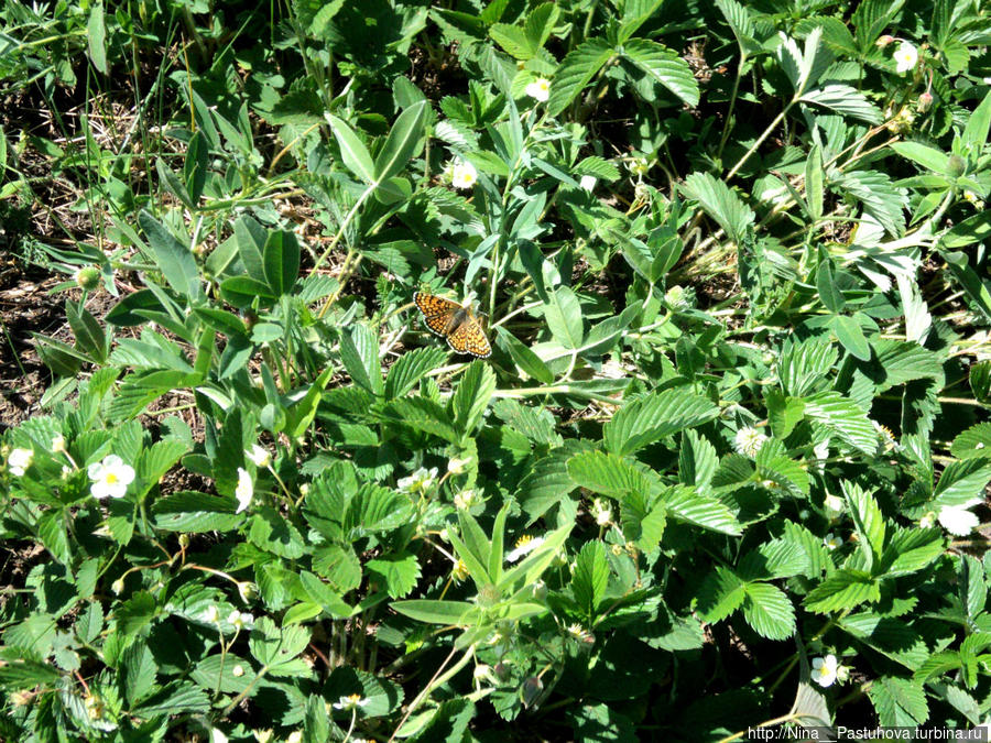 Последний день весны Оренбургская область, Россия