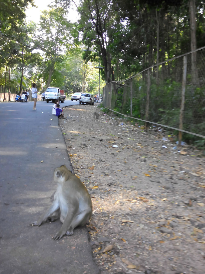 Сиануквиль. Камбоджа. Где много — много диких обезьян Сиануквиль, Камбоджа