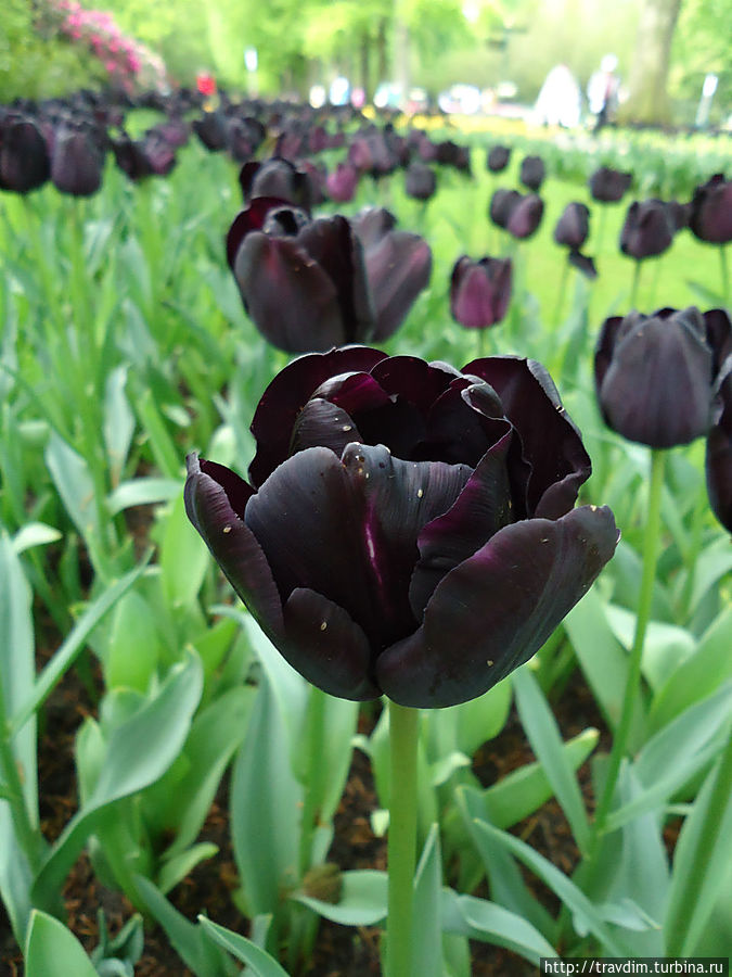 Цветочный рай для милых дам Кёкенхоф, Нидерланды