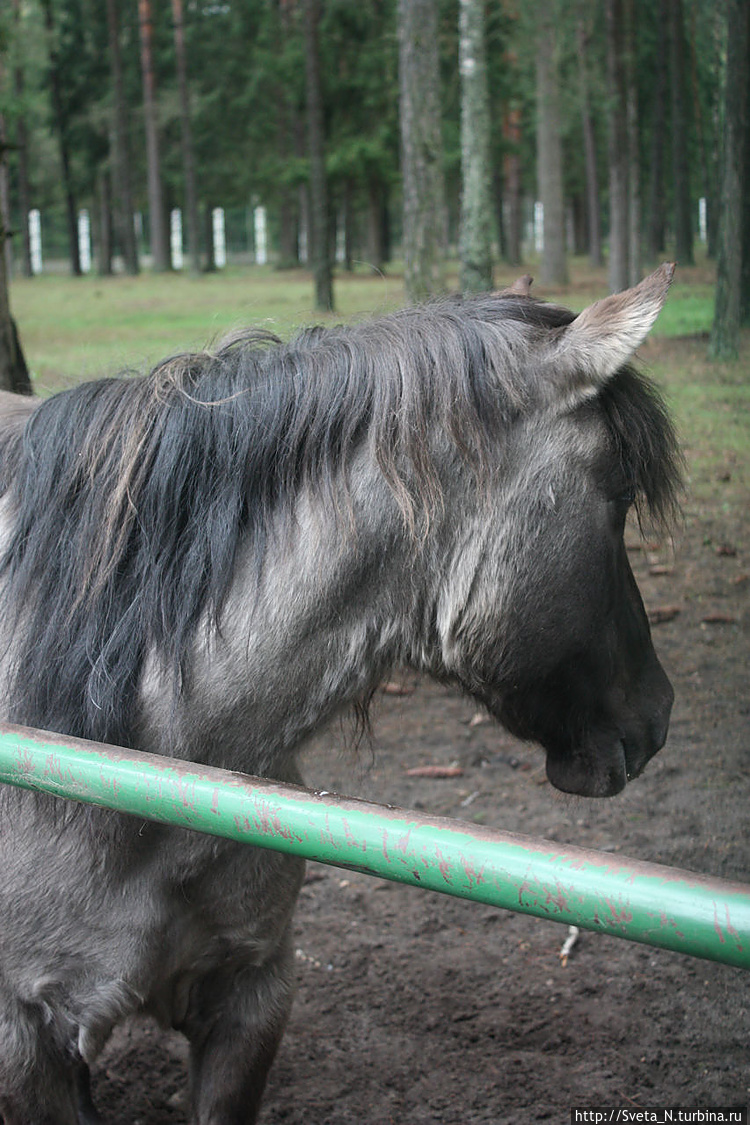 Скромняша