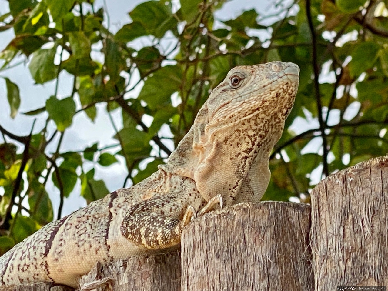 Игуаны Хопкинс, Белиз Игуаны Хопкинс, Белиз
