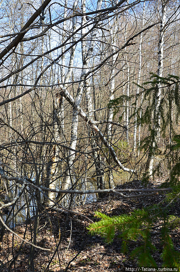 Грачи прилетели Костромская область, Россия