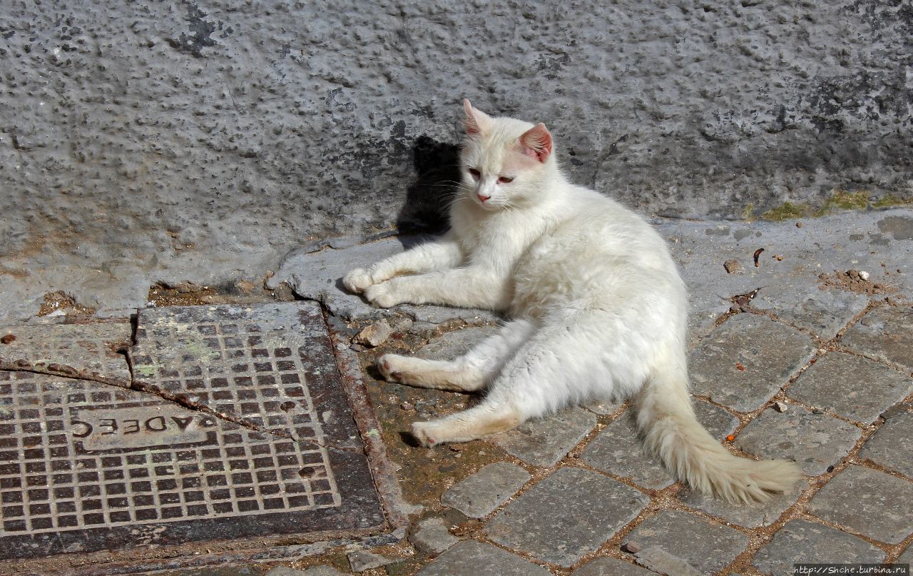 А вот и котиков нам в ленту;) Коты и кошки Мазаргана Эль-Джадида, Марокко