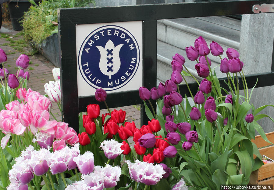 Музей тюльпанов ( Tulip Museum) расположен на самом известном канале Амстердама в районе Йордан по адресу Prinsengracht- 116.