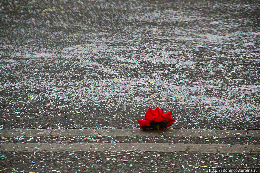 роза на снегу — удача для фотографа. Или вернее фальшивая роза на фальшивом снегу удача для фальшивого фотографа :-) Плайя-д-Аро, Испания