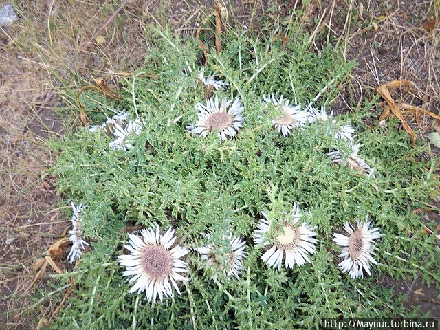 Готовый букет.