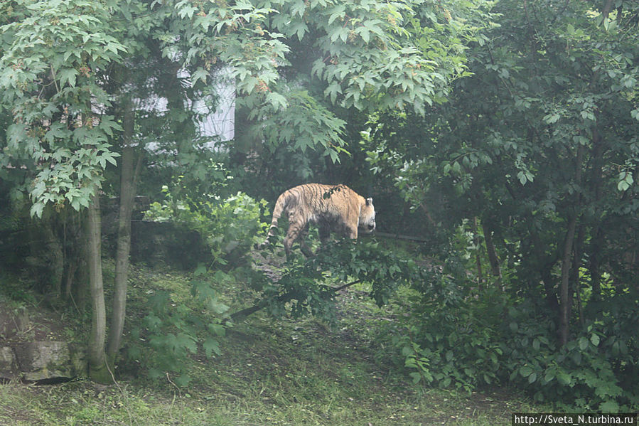 Тигр ходил вдалеке