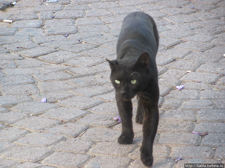А кошка на охоте. Тель-Авив, Израиль