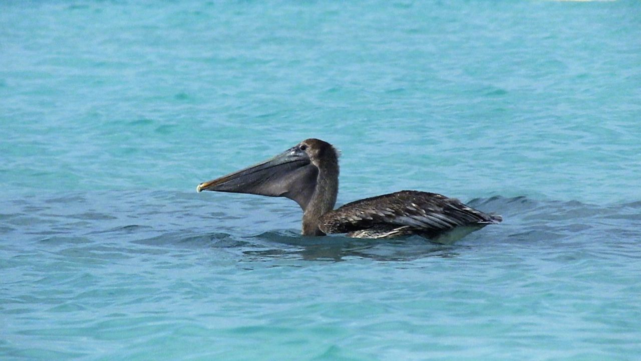 Отель Dreams Sands Cancun Канкун, Мексика