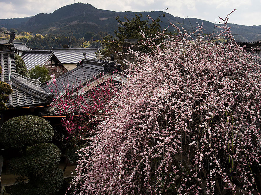 Из окна второго этажа открывается великолепный вид — и слива (по-моему, это слива) цветёт во внутреннем саду очень кстати. Утико, Япония