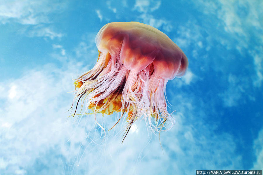 а это фото Александра Семёнова, они в великом множестве гуляют по сети