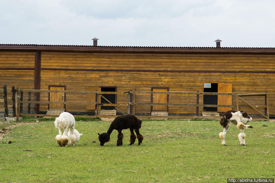 В Парке птиц 