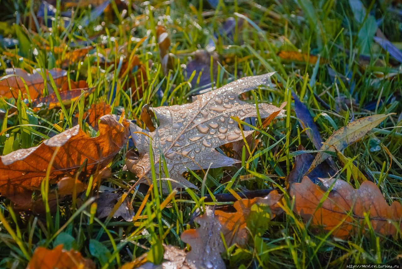 Осень в нашем парке Рига, Латвия