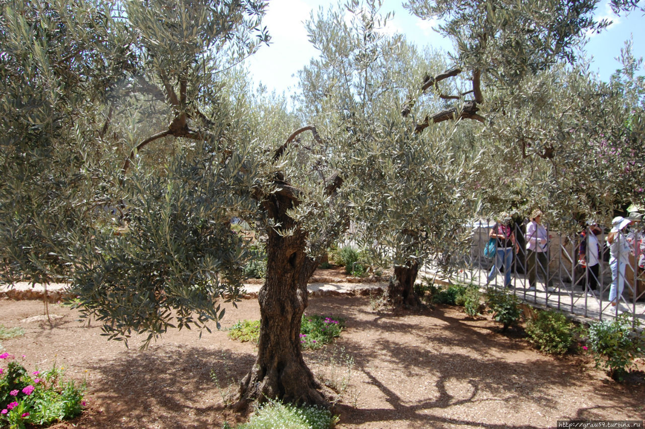 Легендарный сад. Гефсимания Иерусалим. Гефсиманский сад в Иерусалиме. Гефсимания древние оливы. Гефсиманский сад растения.