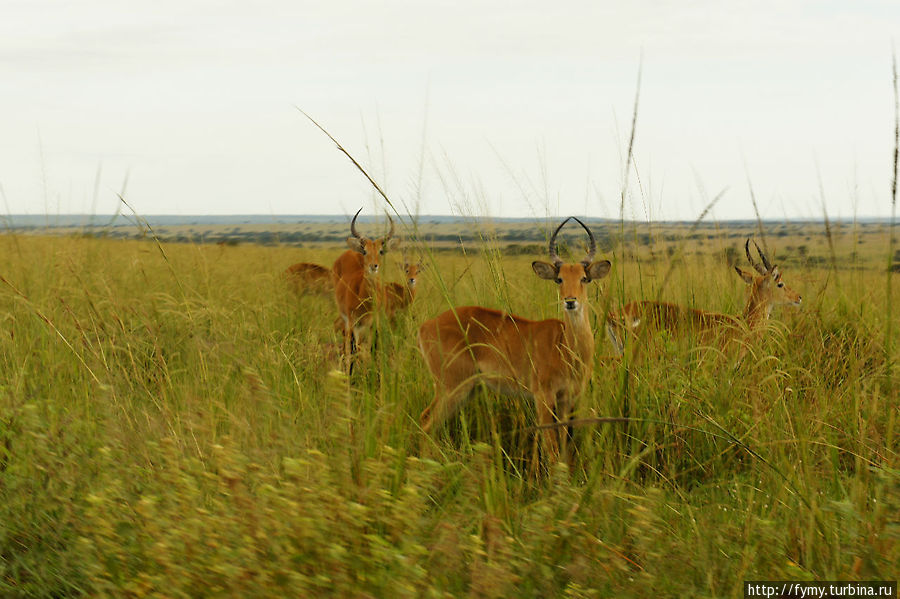 От Кампалы на север Уганда